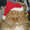 Cats-in-santa-hats-12102010-18